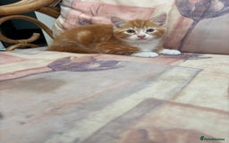 Mixed Breed cats for sale: Ginger Male Kitten -£220 - Image 1
