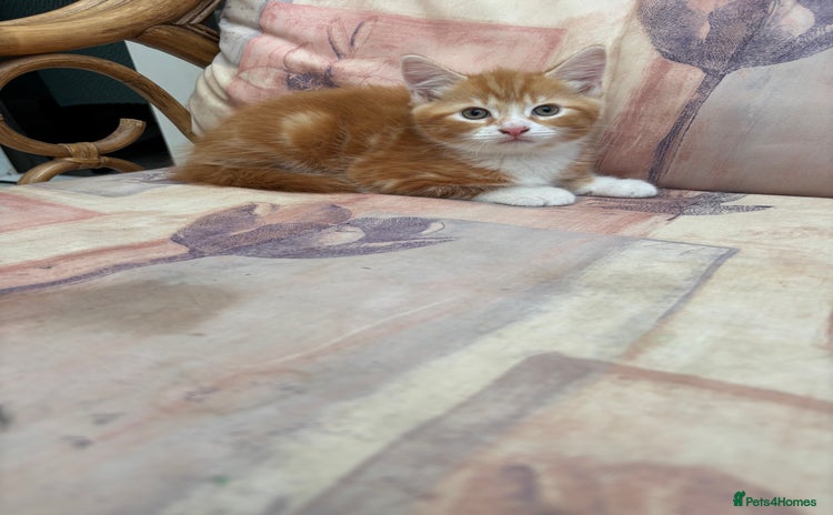 Mixed Breed cats - Advert 2
