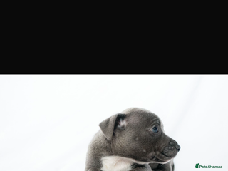 Staffordshire Bull Terrier dogs Female Staffy puppy - Advert 3