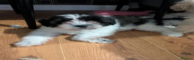 Nico. boy pup