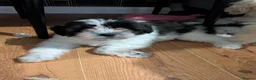 Mixed Breed dogs for sale: READY NOW. Shihpoo / shihpoochon  in Lincoln - Advert 2