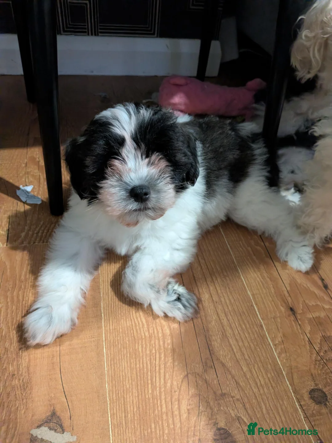 Mixed Breed dogs for sale: READY NOW. Shihpoo / shihpoochon  in Lincoln - Advert 2