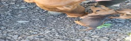 Mixed Breed dogs for sale: Cockerdale puppies looking for they new homes - Advert 9