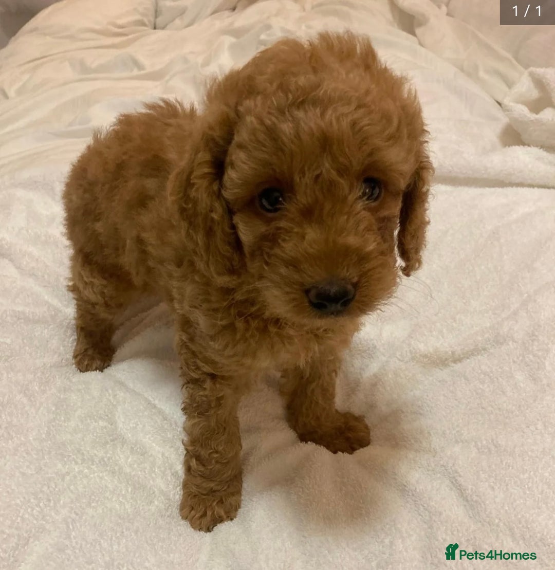 Cavapoo dogs for sale: F1 Cavapoo Puppy (9 weeks old male) - Image 3