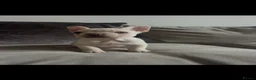 French Bulldog dogs for sale: 6 quality fluffy carrier French bulldogs - Advert 14