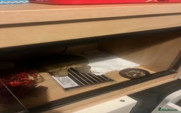 Leopard Gecko reptiles for sale: Leopard gecko for sale - Image 1