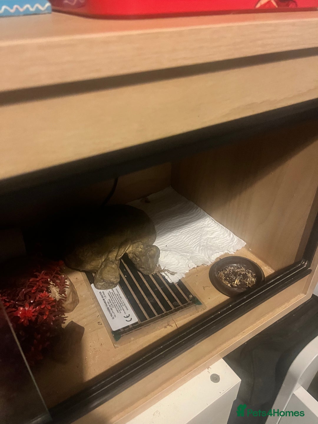 Leopard Gecko reptiles for sale: Leopard gecko for sale - Image 1