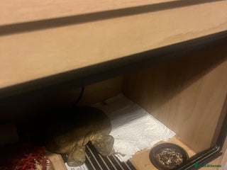 Leopard Gecko reptiles for sale - Advert 1