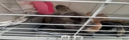 Lionhead rabbits for sale: Mixed Netherland and lionhead  in Pudsey - Advert 12