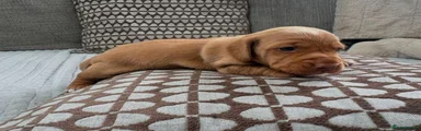 Miniature Dachshund Puppy 2