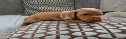 Miniature Dachshund dogs for sale: Adorable Miniature Dachshund Puppies - Advert 9