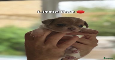 Chihuahua dogs - Advert 2