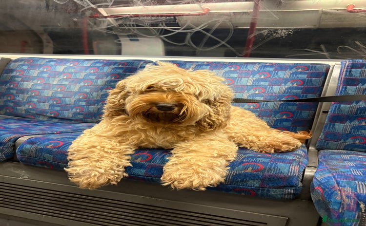 Cockapoo dogs - Advert 16
