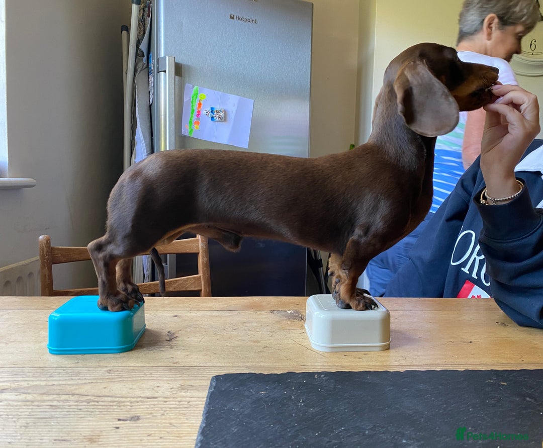 Miniature Dachshund dogs for stud: Minature Dachshund for stud!! *PRA CLEAR* in Martock - Advert 6