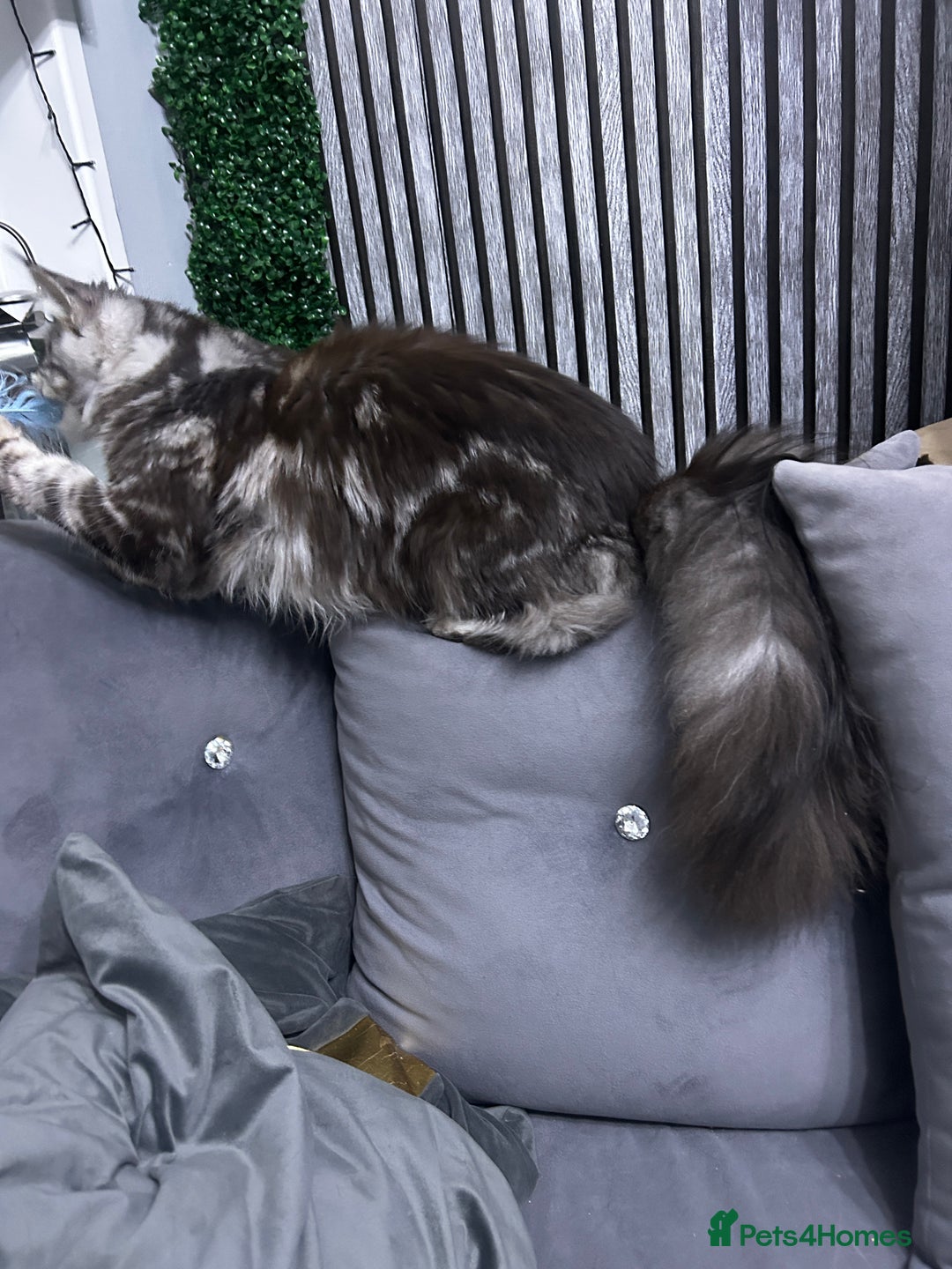 Maine Coon cats for sale: maine coon Girl  - Advert 5