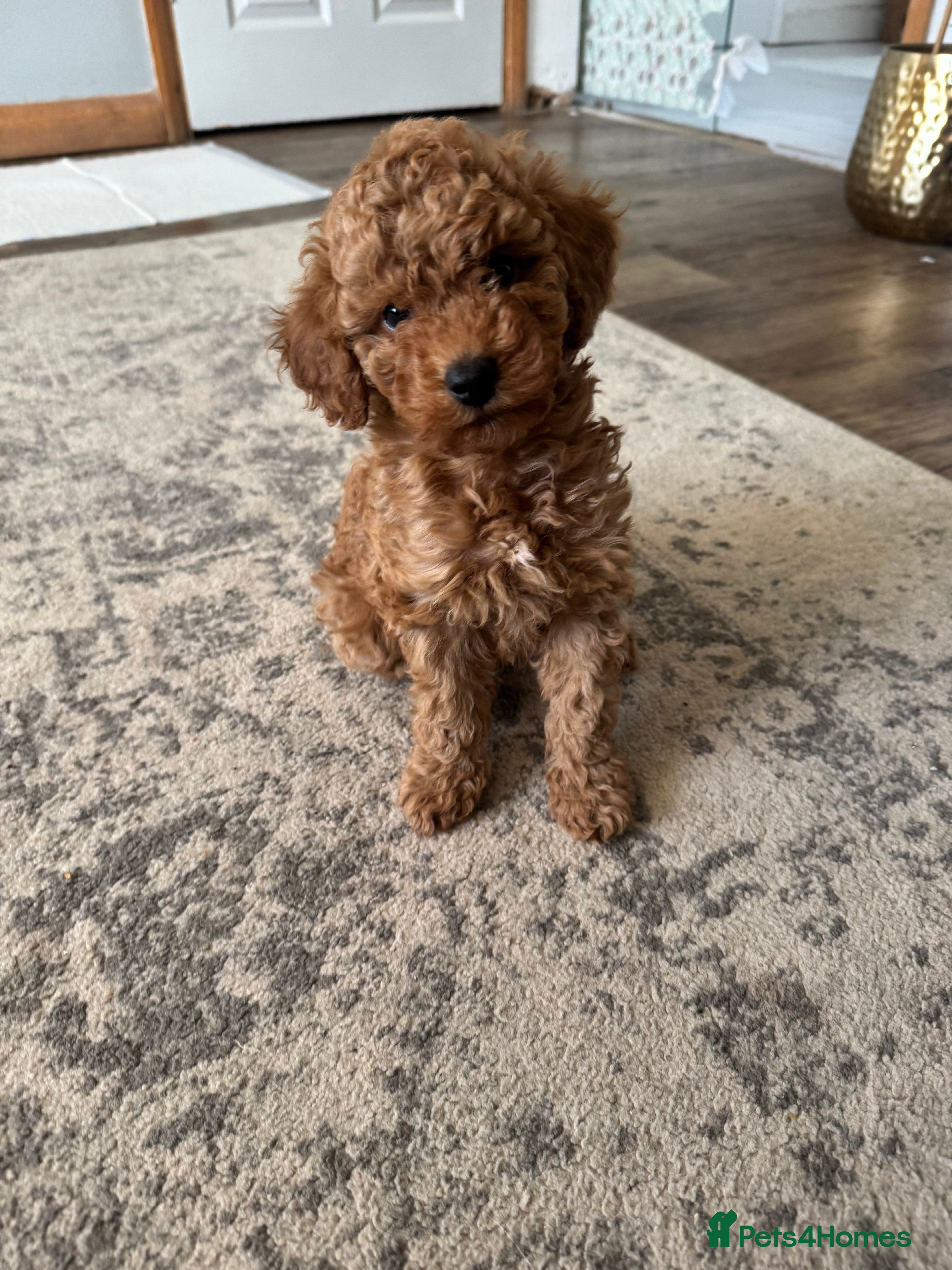 Cockapoo dogs Toy/miniature cockapoo F1b - Advert 14