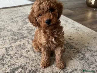 Cockapoo dogs Toy/miniature cockapoo F1b - Advert 14