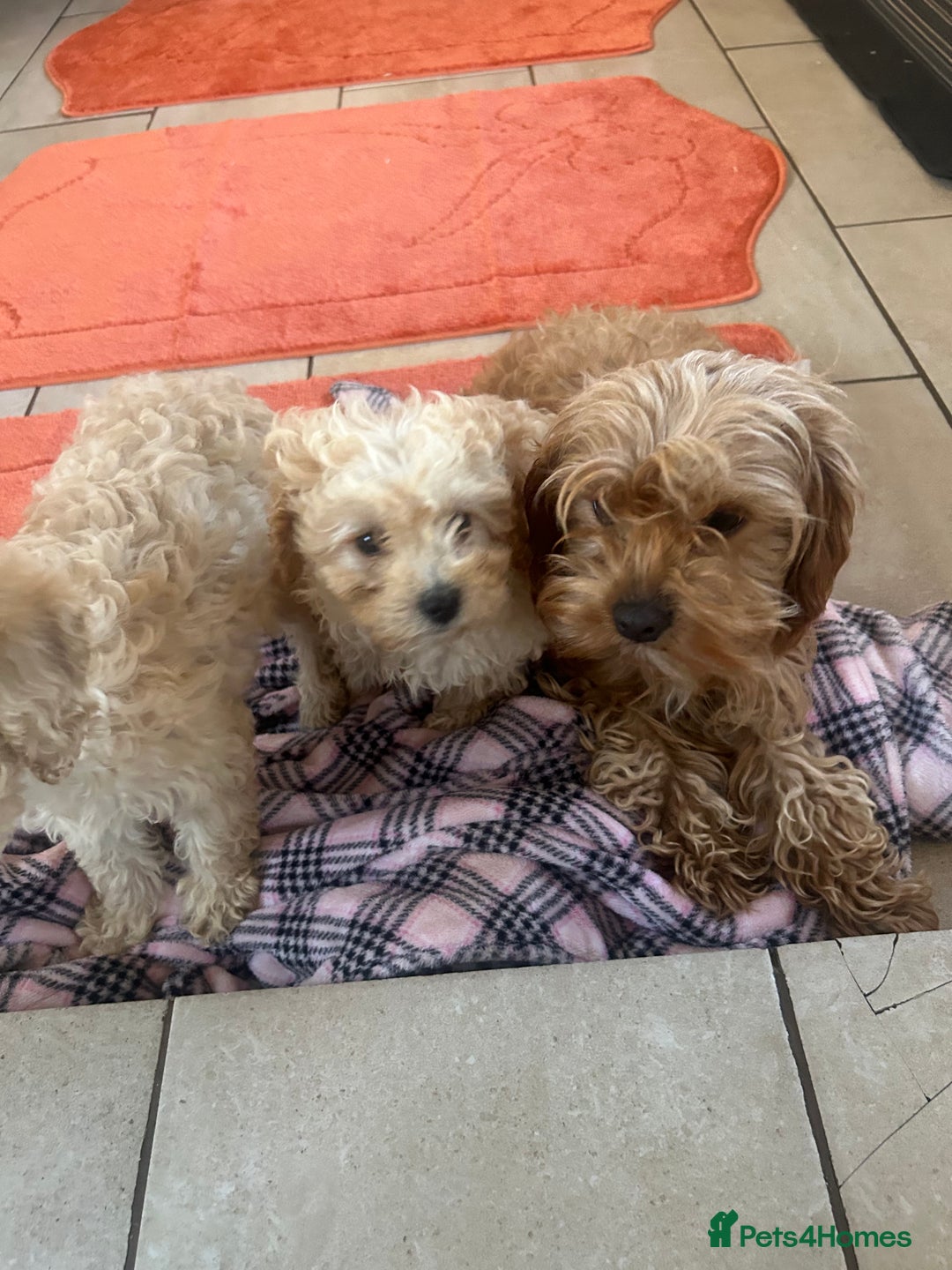 Cavapoo dogs for sale: Beautiful cavapoos  - Advert 10