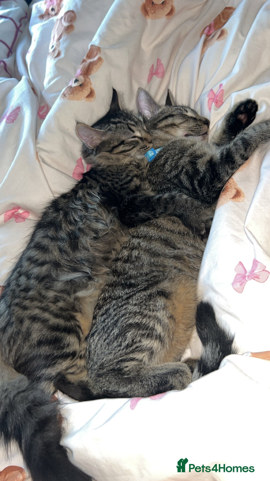 British Longhair cats for sale: 2 kittens looking for a new home  - Advert 3