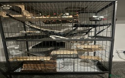 Chinchilla rodents for sale: 2 boys and cage 🩵 - Image 4