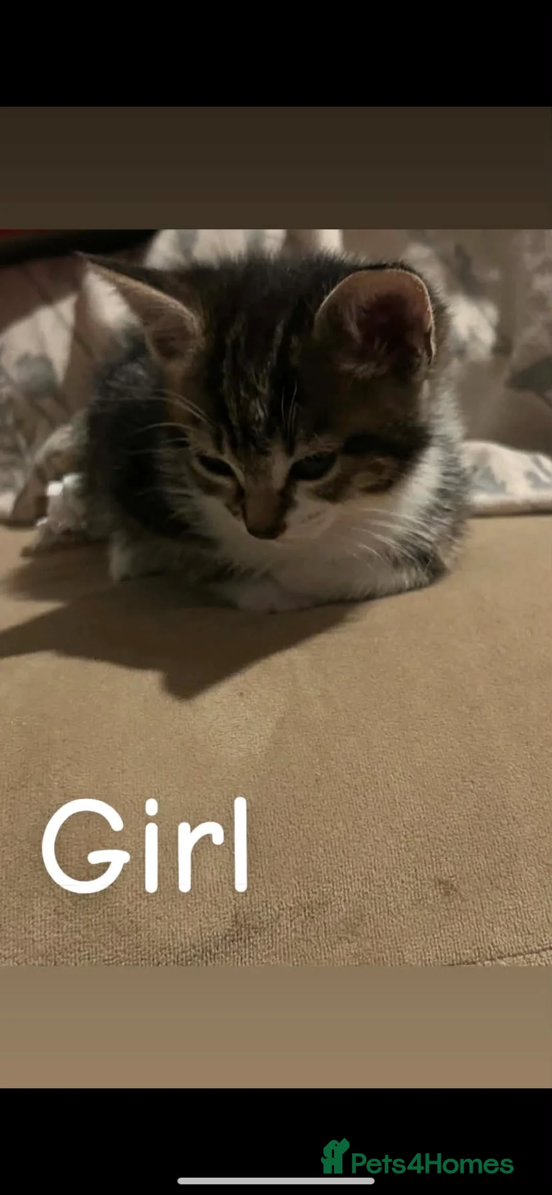 Mixed Breed cats for sale: Kittens  in Edinburgh - Advert 5