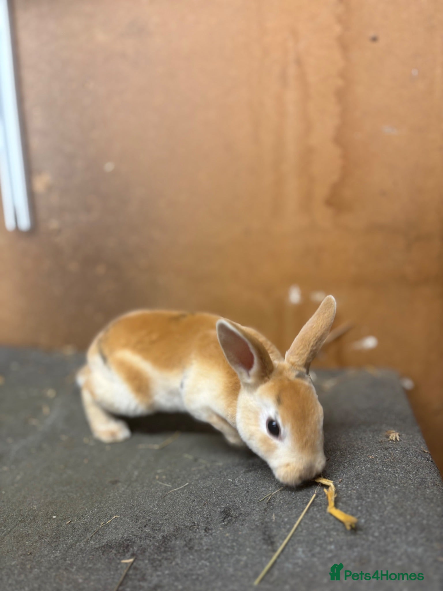 Rex rabbits 7 rex baby rabbits (kits) - Advert 6
