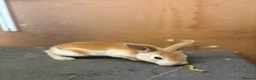 Rex rabbits for sale: 7 rex baby rabbits (kits) - Advert 1