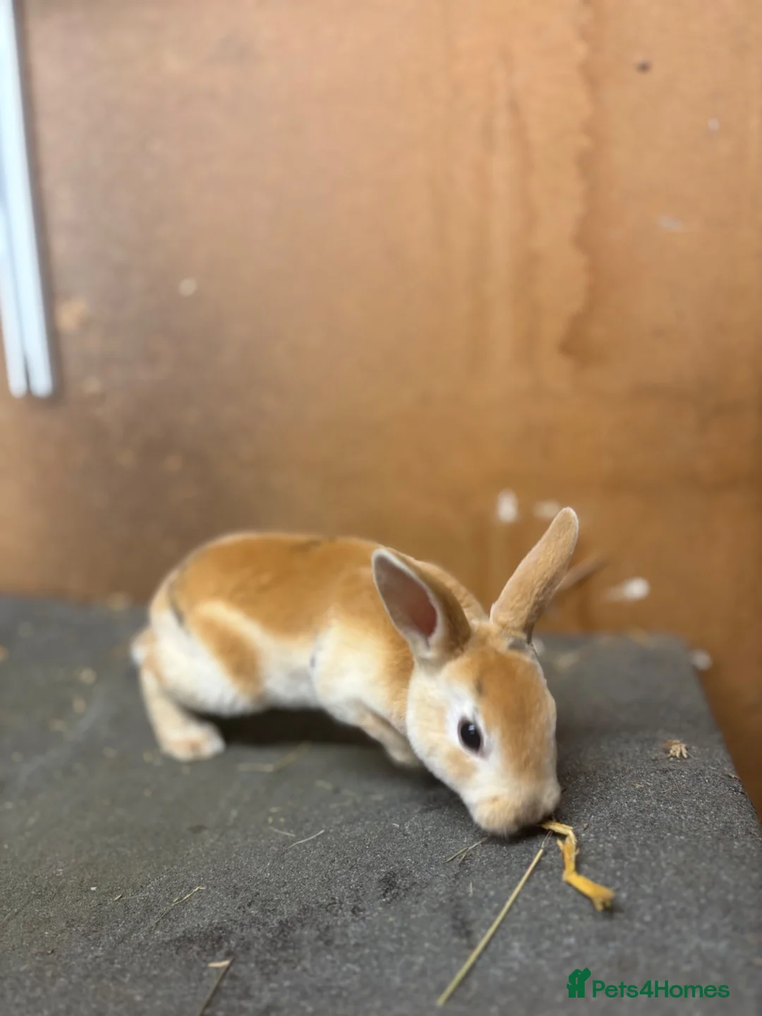 Rex rabbits for sale: 7 rex baby rabbits (kits) - Advert 1