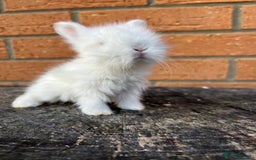 Angora rabbits for sale: English Angora  - Image 6