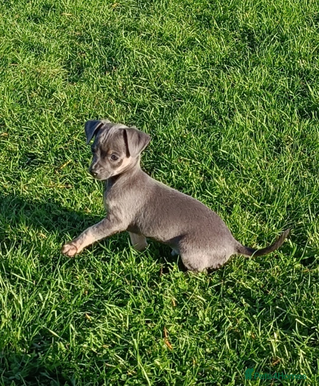 Mixed Breed dogs for sale: Stu 3/4 Chihuahua x Italian greyhound puppies - Advert 12