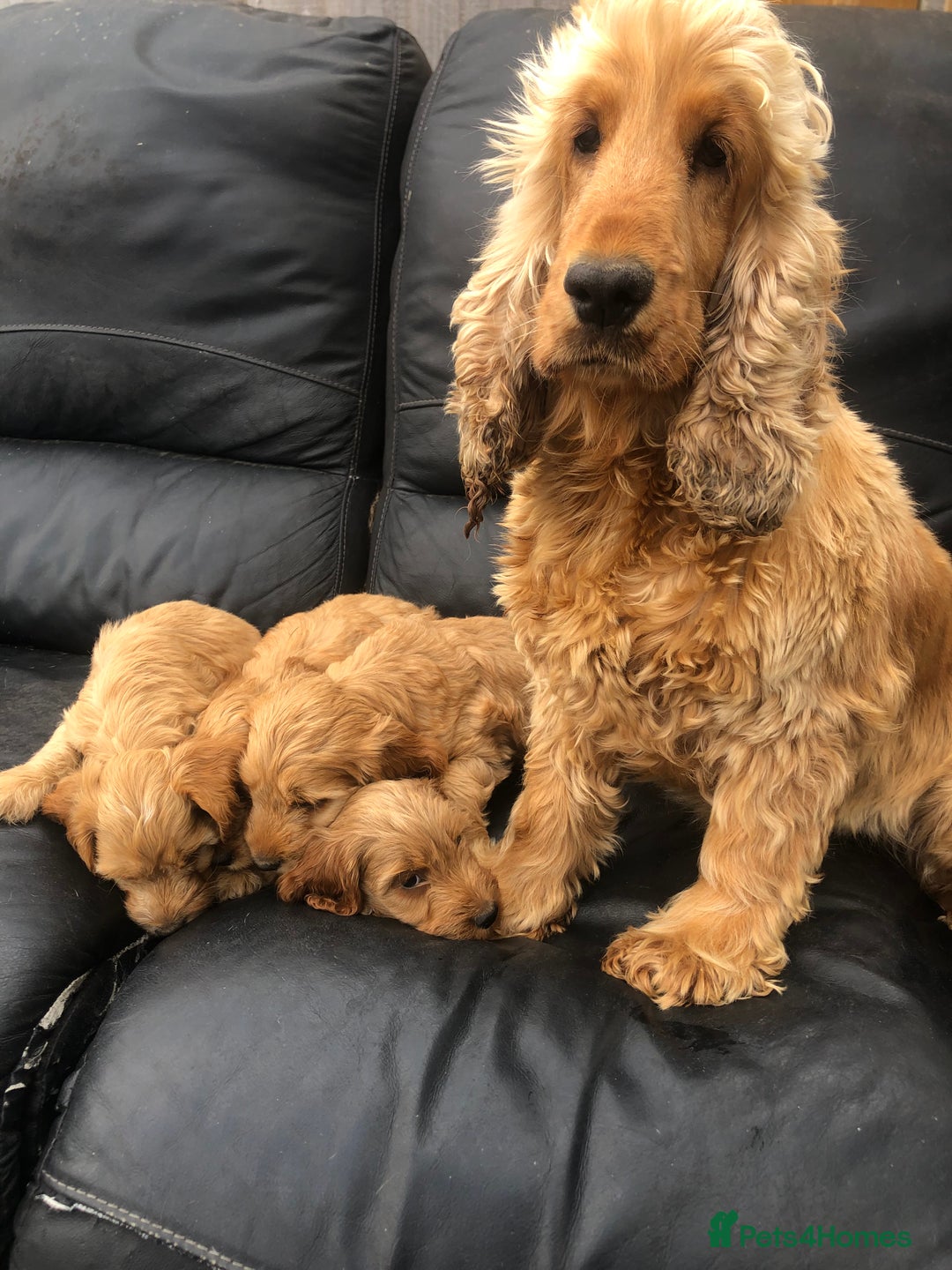 Cockapoo dogs for sale: F1 Cockapoo puppies  - Image 6
