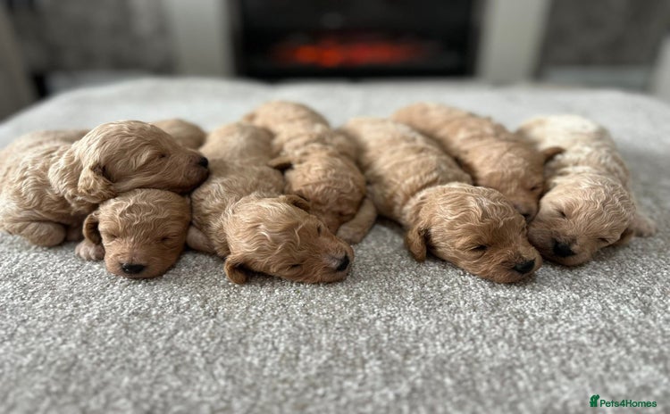 Poochon dogs - Advert 1