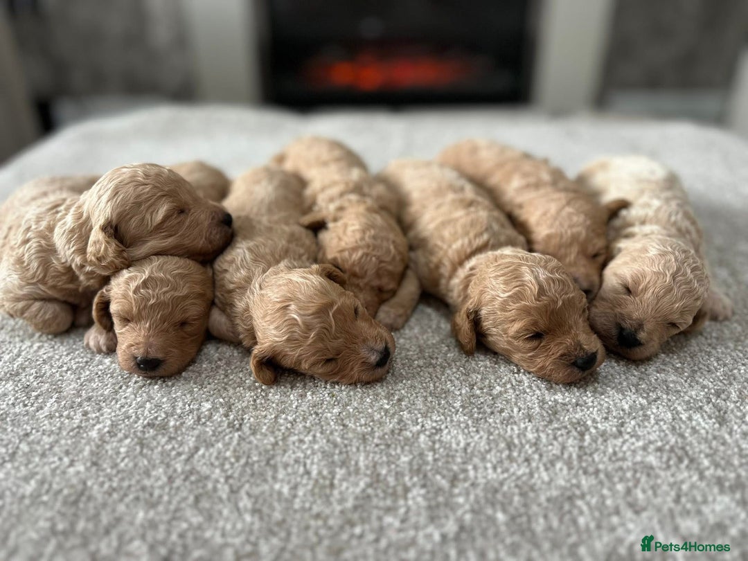 Poochon dogs for sale: F1 Poochon Puppies  - Image 1