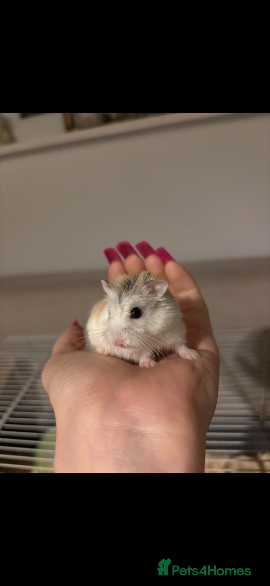 Hamster rodents Male Robo Hamster - Advert 3