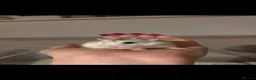Hamster rodents for sale: Male Robo Hamster - Advert 1