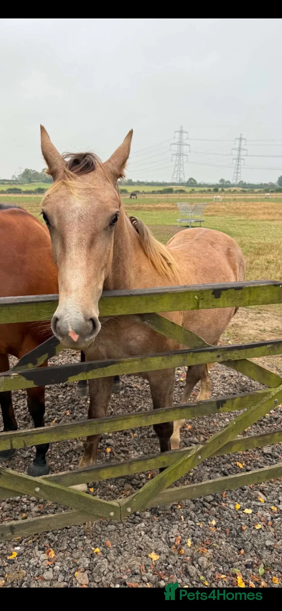 Irish Draught horses for sale: Sweet quiet boy for sale - Advert 4