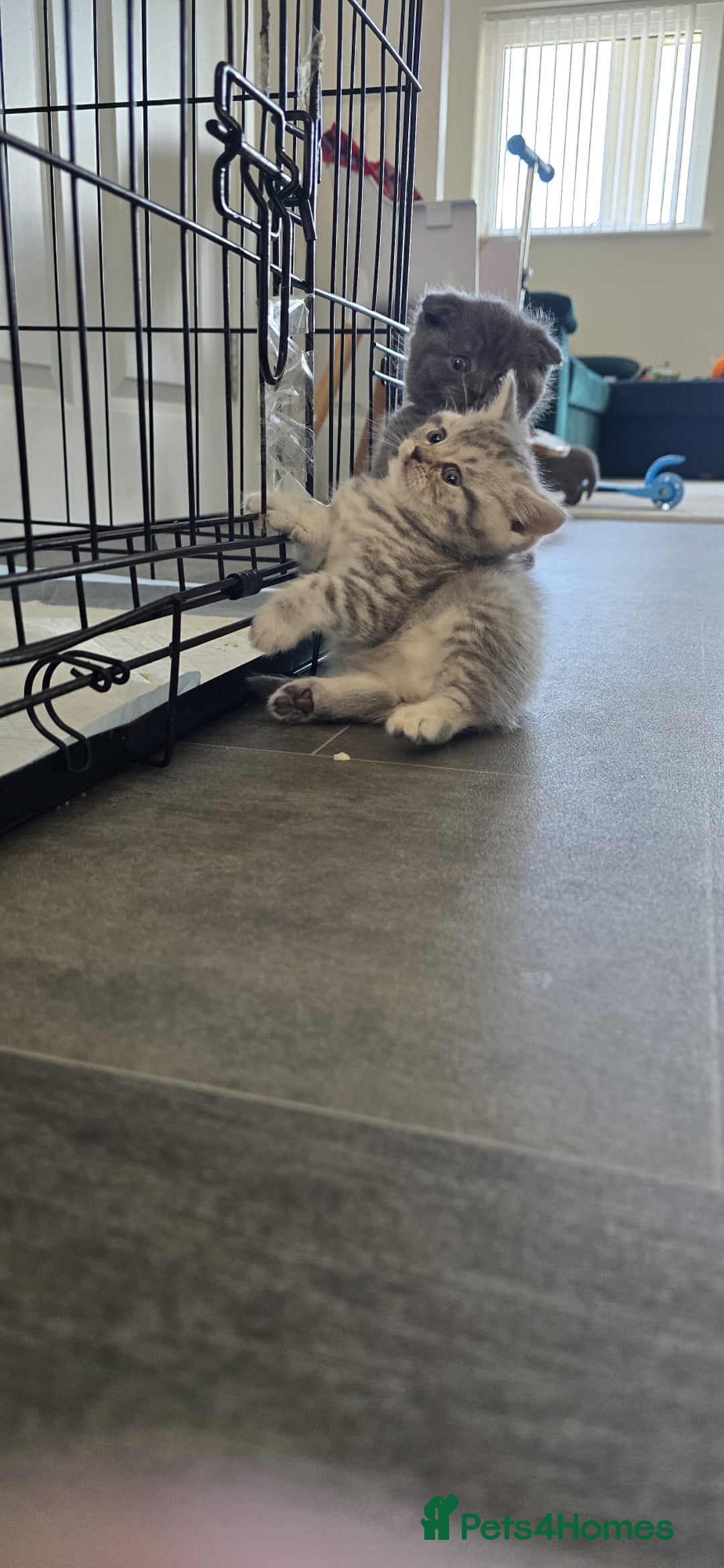 Scottish Fold cats for sale: For sale Scottish fold kitties  - Image 10
