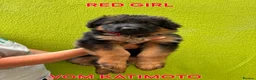 German Shepherd dogs for sale: KC Register German Shepherd puppies  in London - Advert 18