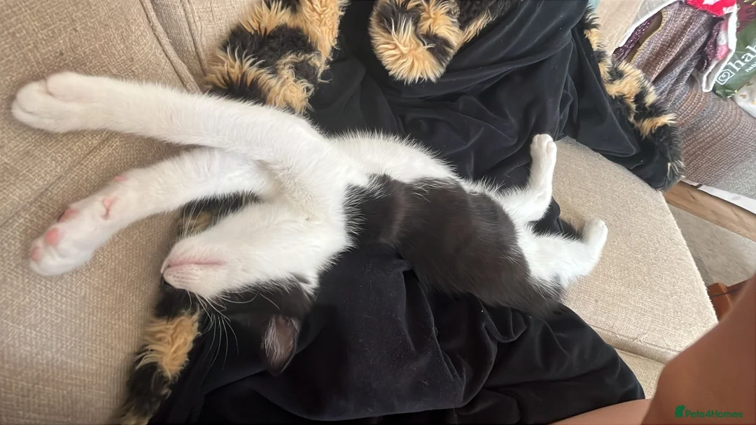 Mixed Breed cats for sale: Black and White Kitten - Advert 2