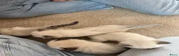 Ragdoll cats for sale: Beautiful kittens for sale  - Advert 7