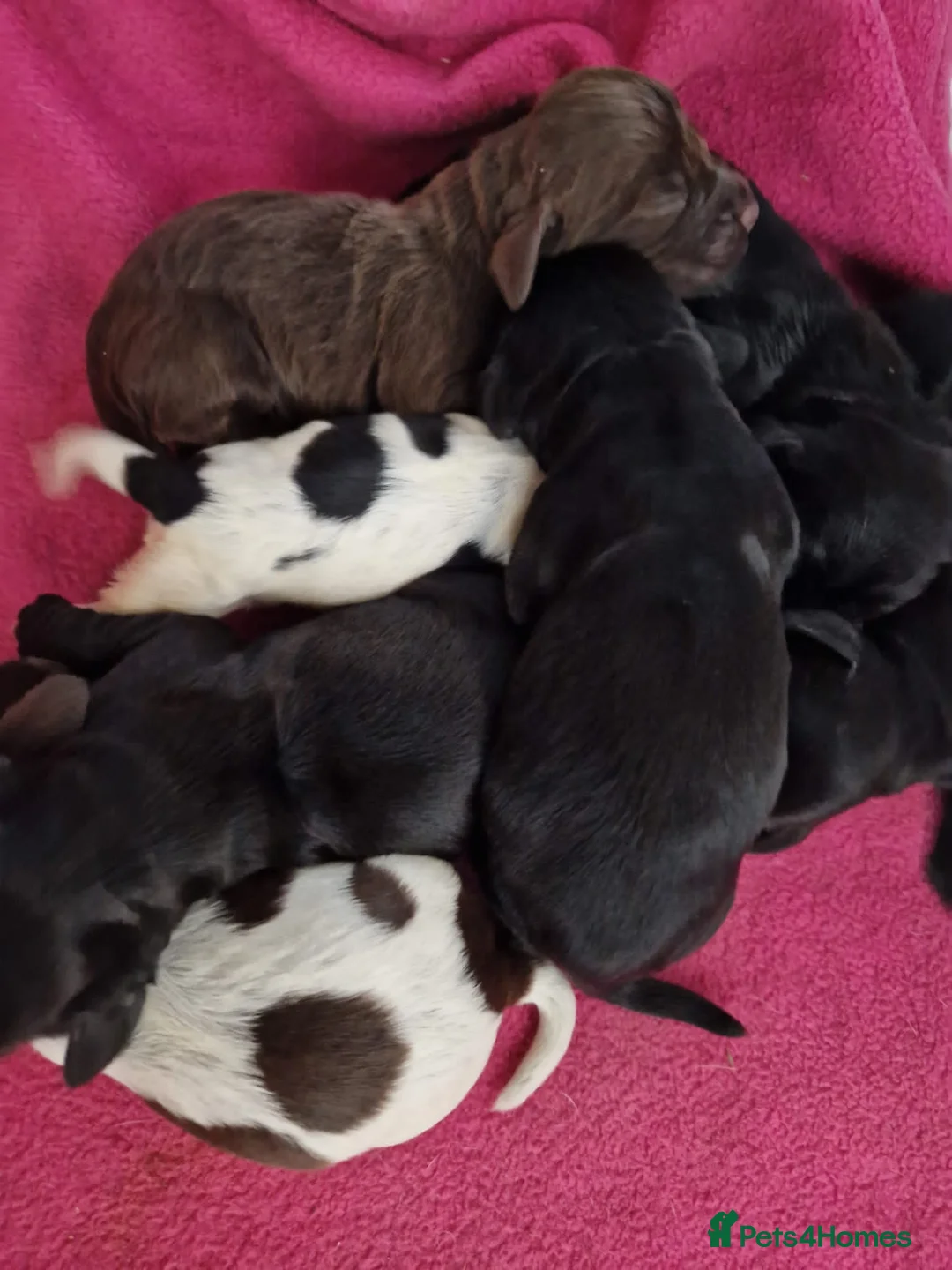 Cocker Spaniel dogs for stud: George - Professional Stud Service  in Eastleigh - Advert 13