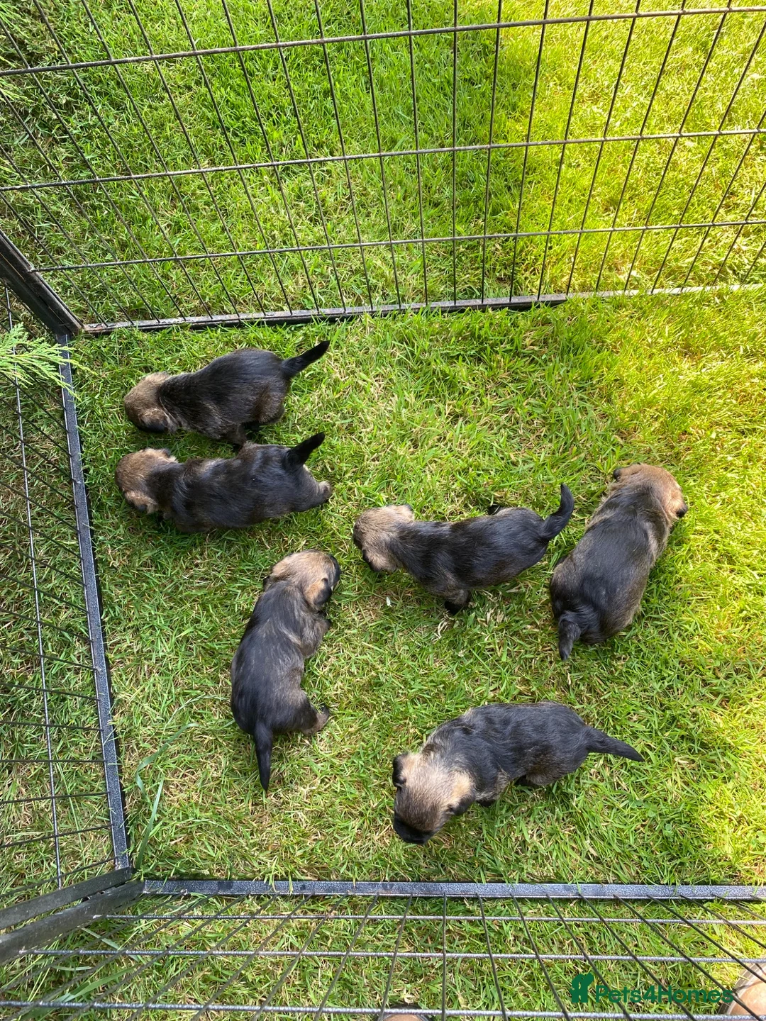 Border Terrier dogs for sale: Border terrier puppies in Llandrindod Wells - Advert 10