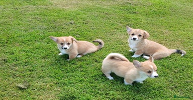 Welsh Corgi Pembroke dogs - Advert 1
