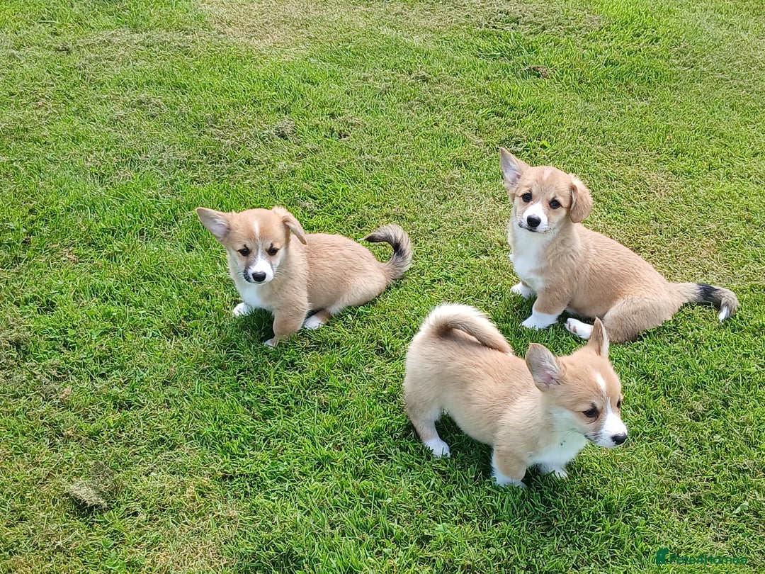 Welsh Corgi Pembroke dogs for sale: Fully vaccinated beautiful corgis - Image 5
