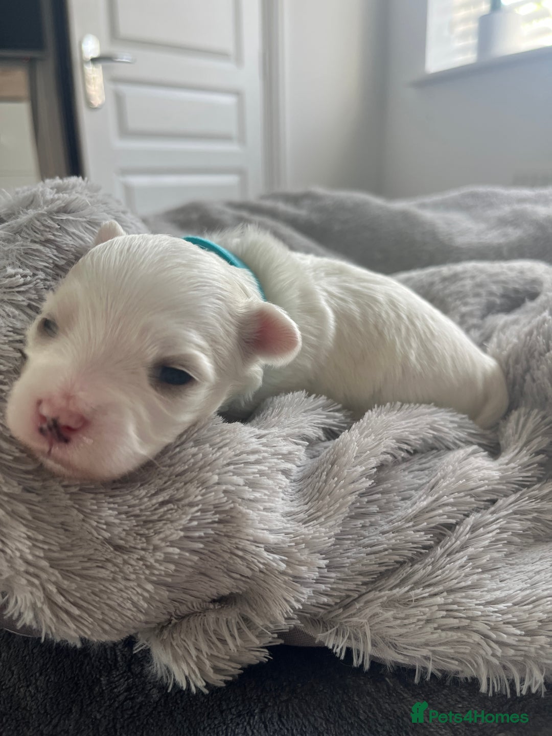 Maltese dogs for sale: Beautiful Maltese puppies  - Image 11