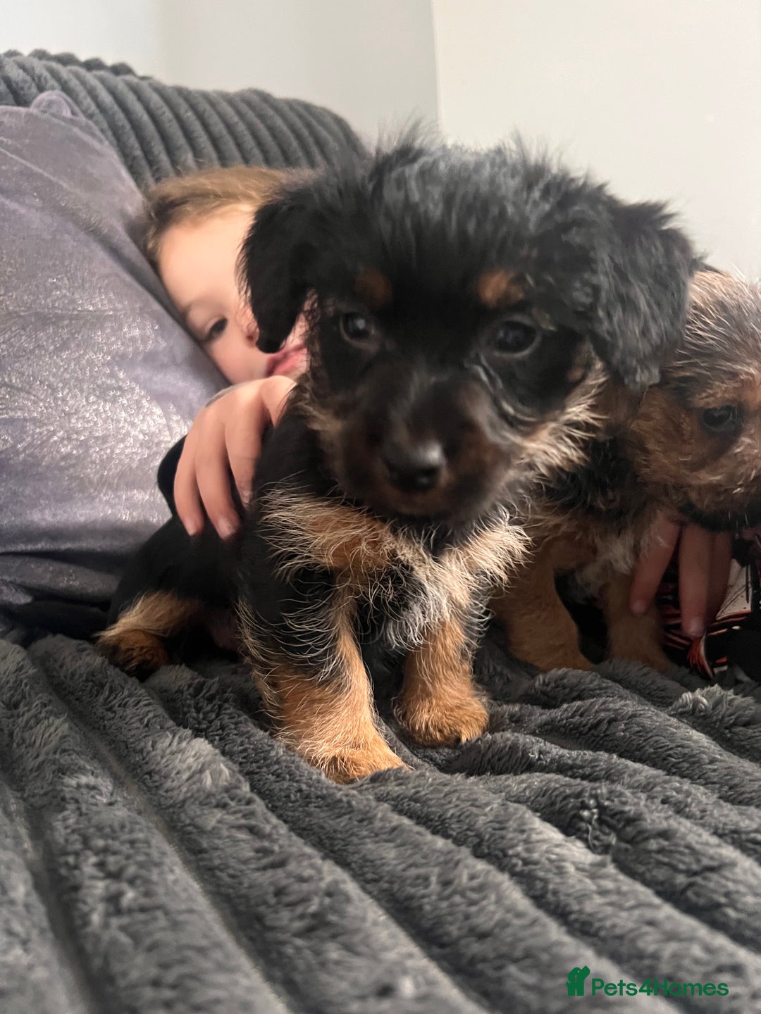 Jack Russell dogs for sale: Jackrussel  - Image 11