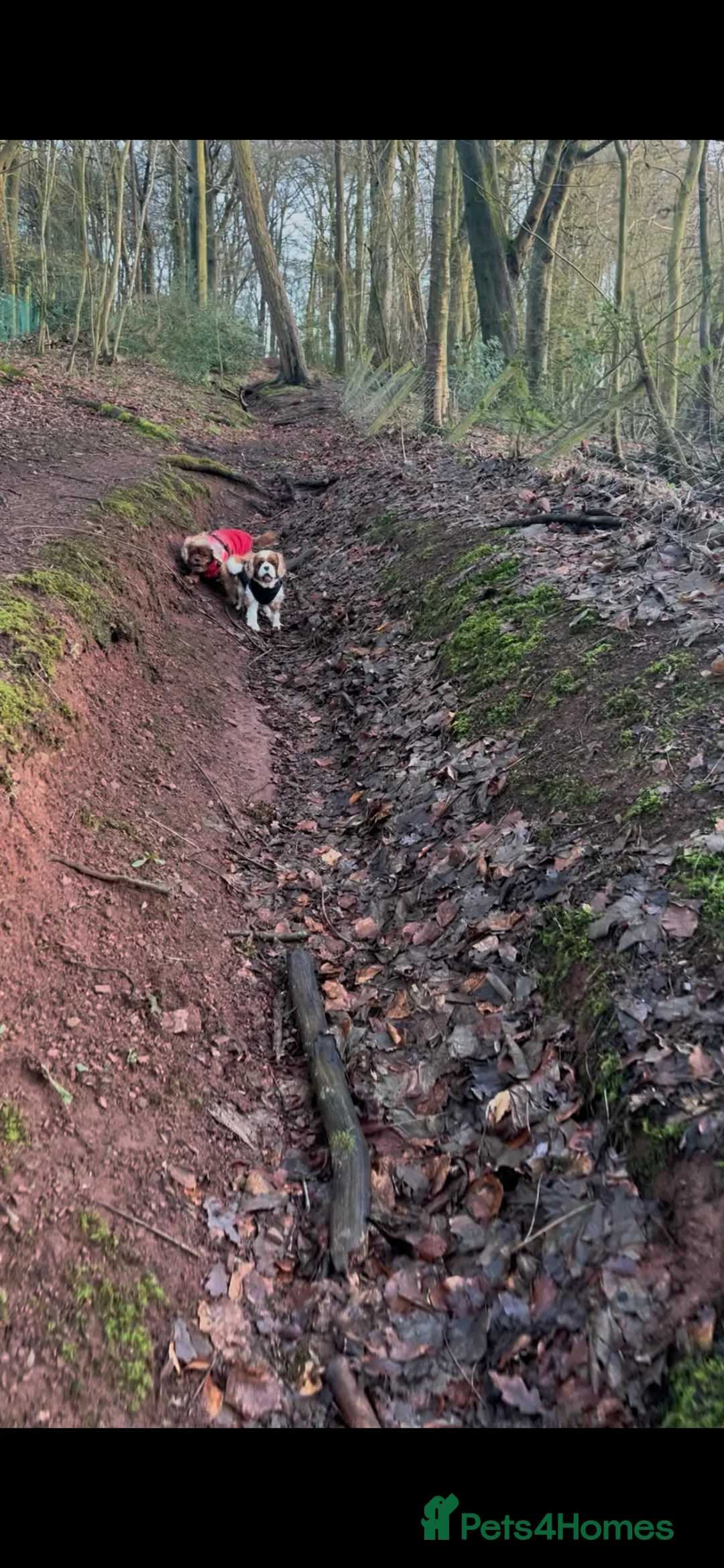 Cavalier King Charles Spaniel dogs for sale: 3 adult cavaliers (speyed)1 boy 2 girls  - Advert 16