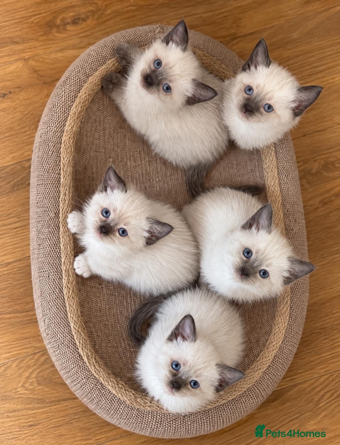 Siamese cats Siamese Old style Choco point crossed with Ragdoll - Advert 1