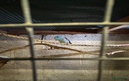 Parakeets birds for sale: Birds - Advert 7