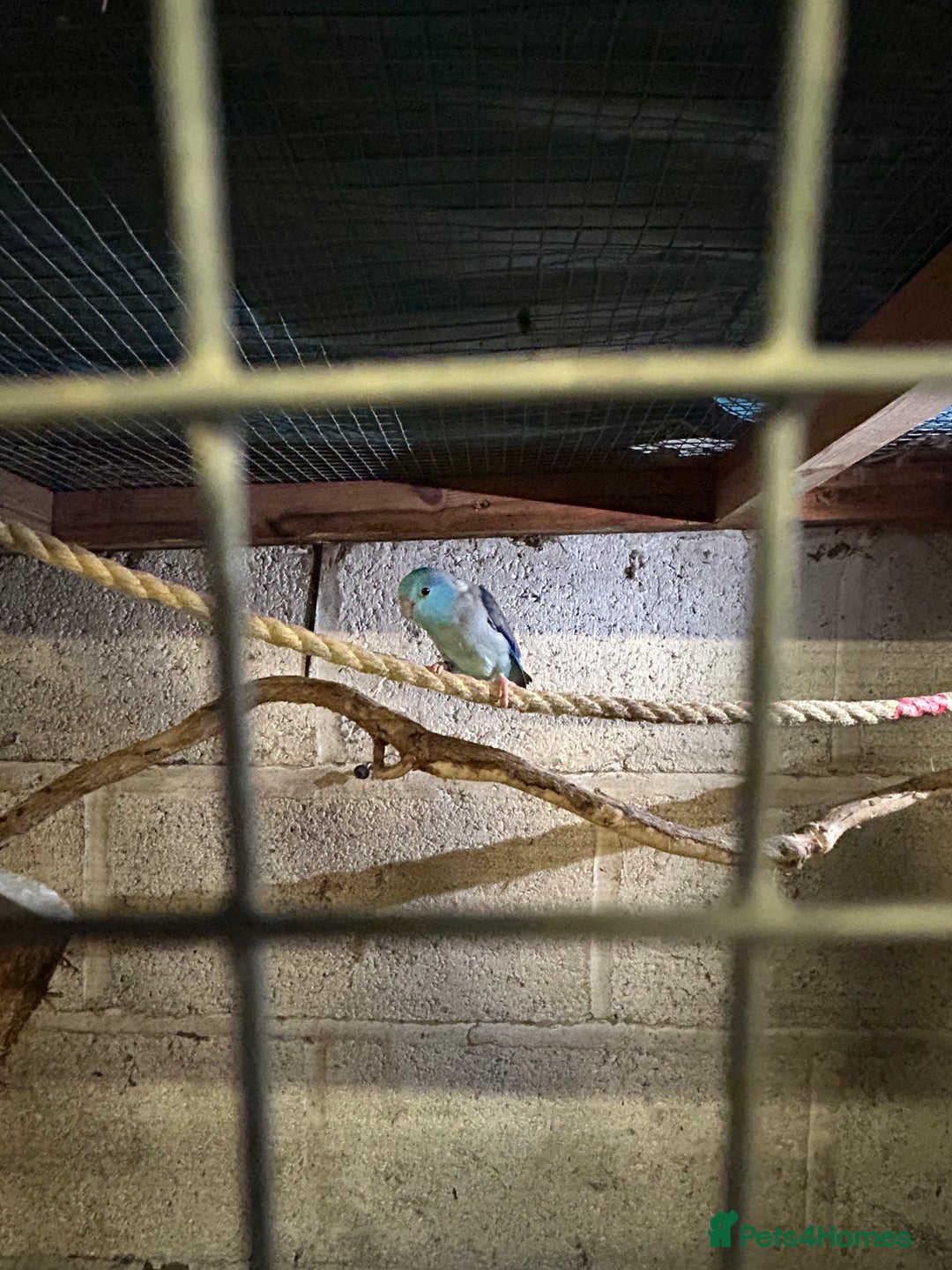 Parakeets birds for sale: Birds - Advert 7